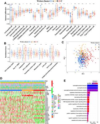 Crosstalk Between Four Types of RNA Modification Writers Characterizes the Tumor Immune Microenvironment Infiltration Patterns in Skin Cutaneous Melanoma